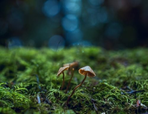 Ecology, Uncertainty, and the Limits of Environmental Control
