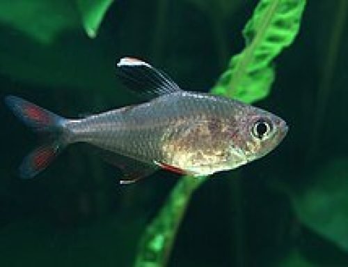 3 Brilliant Secrets: Why the Tetrafish Evolves by Letting Go